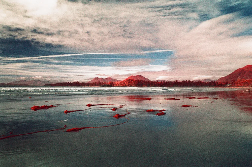 Film photograph, Tofino, BC