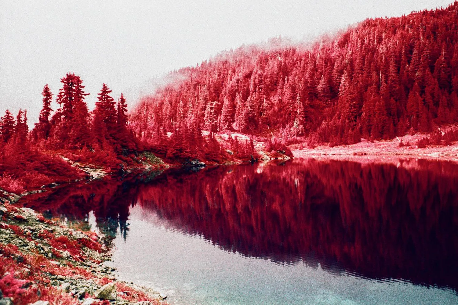 Red infrared forest reflected in a still lake