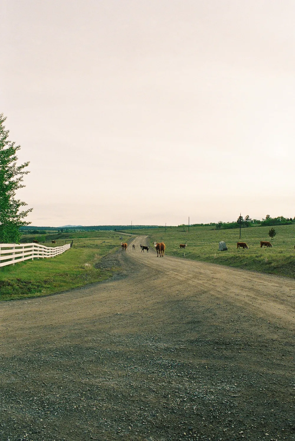 BC Grasslands: frame 17