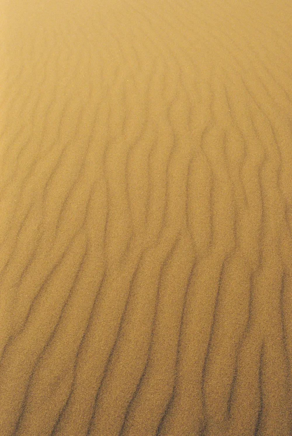 Film photograph, Sahara, Morocco
